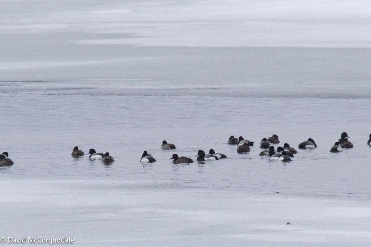 Greater Scaup - ML424451931
