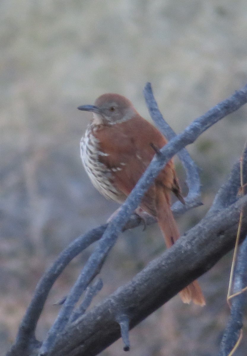 Brown Thrasher - amy silver