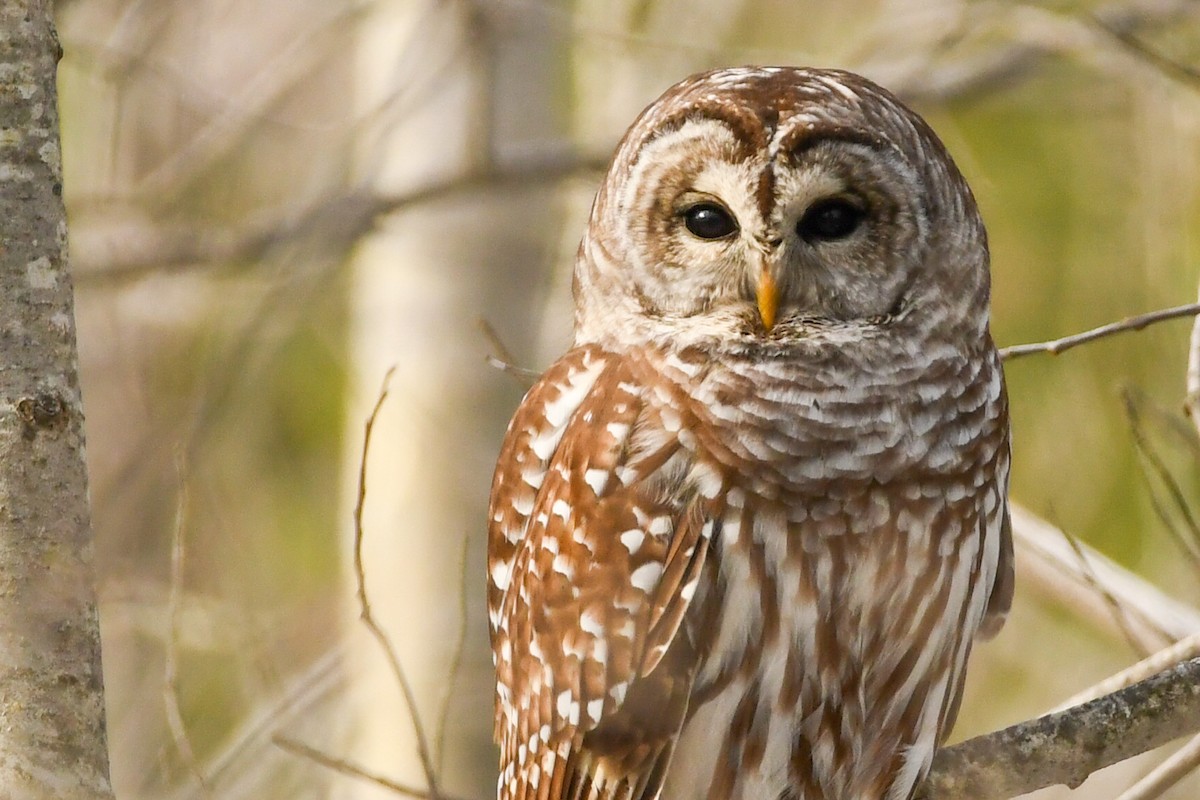 Barred Owl - Manny Salas