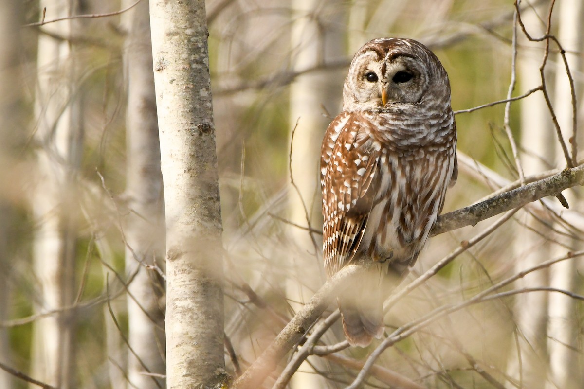 Barred Owl - Manny Salas