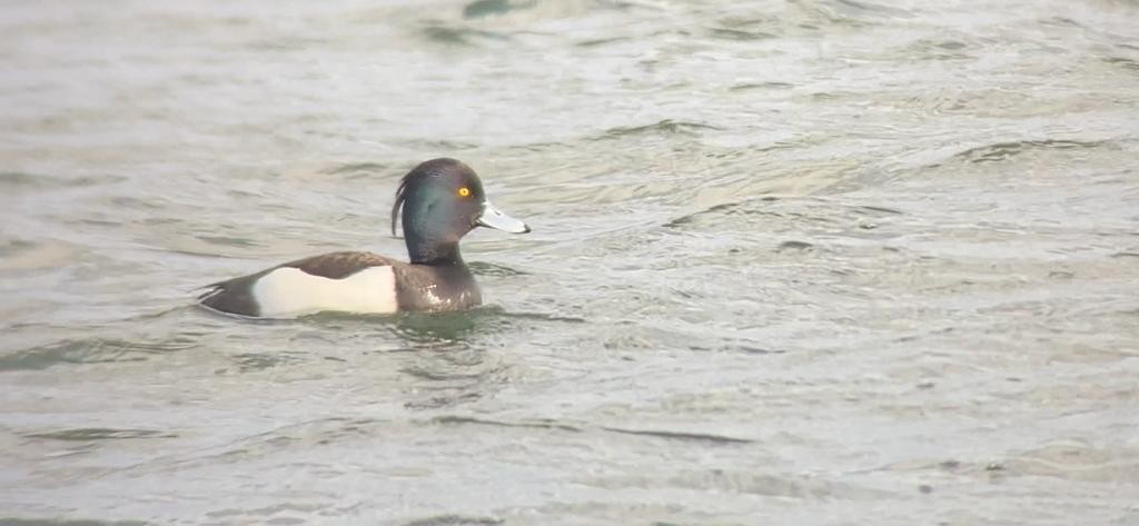 Tufted Duck - ML424455111