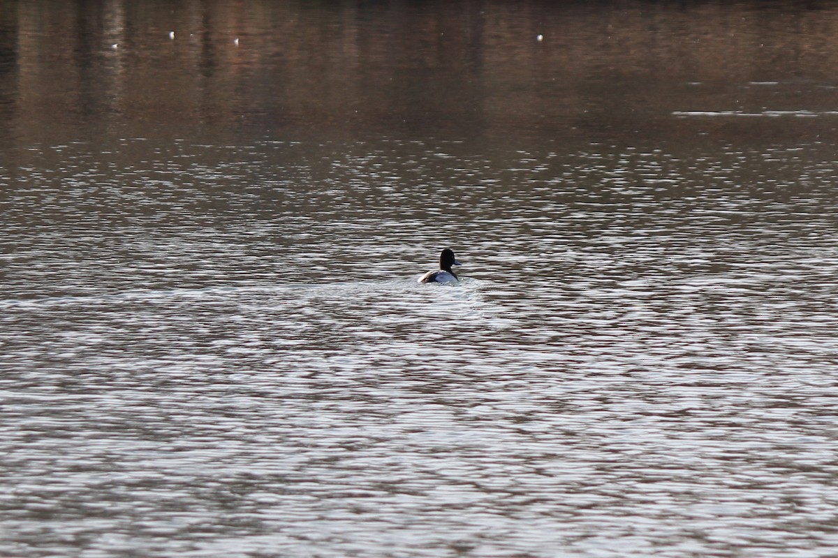 Lesser Scaup - ML42445571