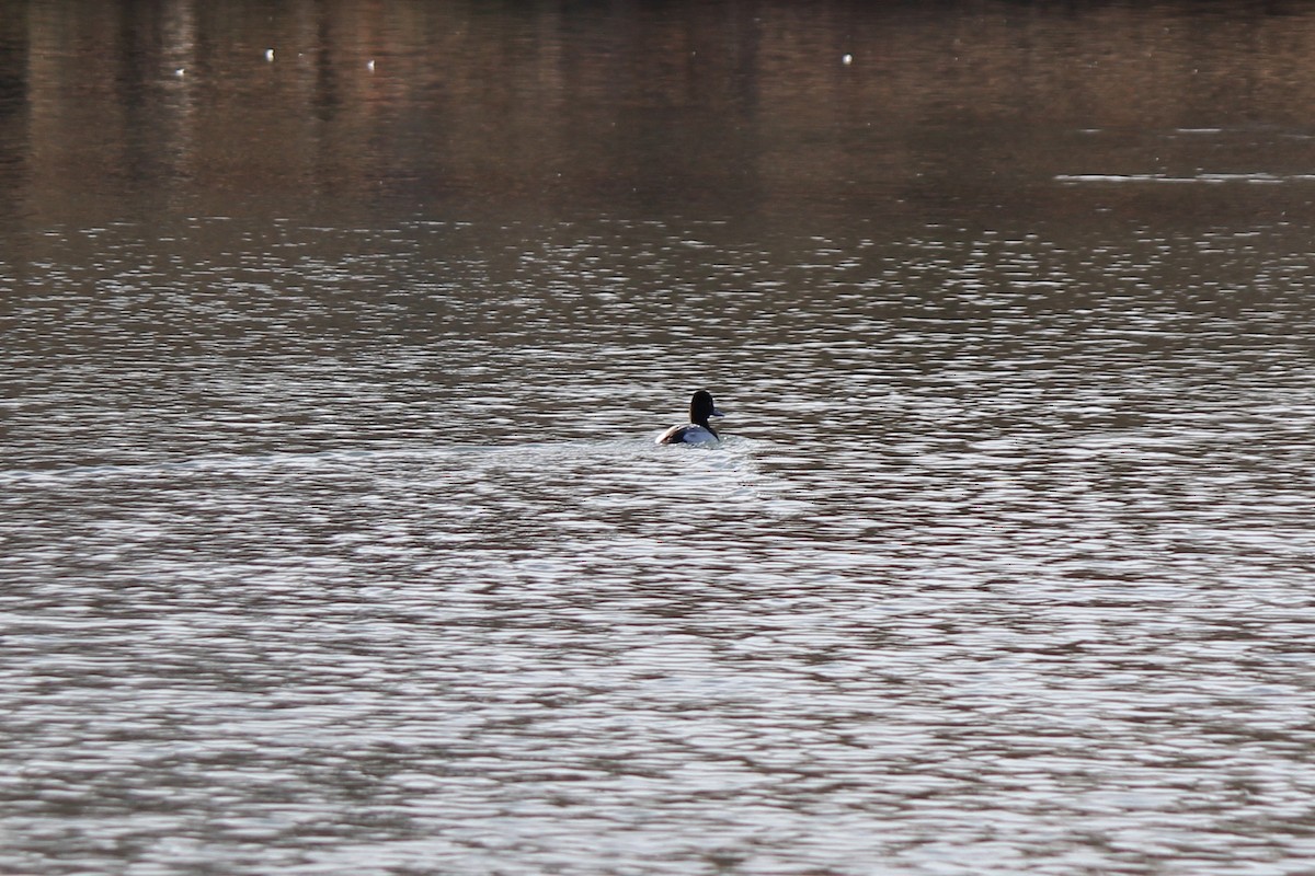 Lesser Scaup - Catherine Olin