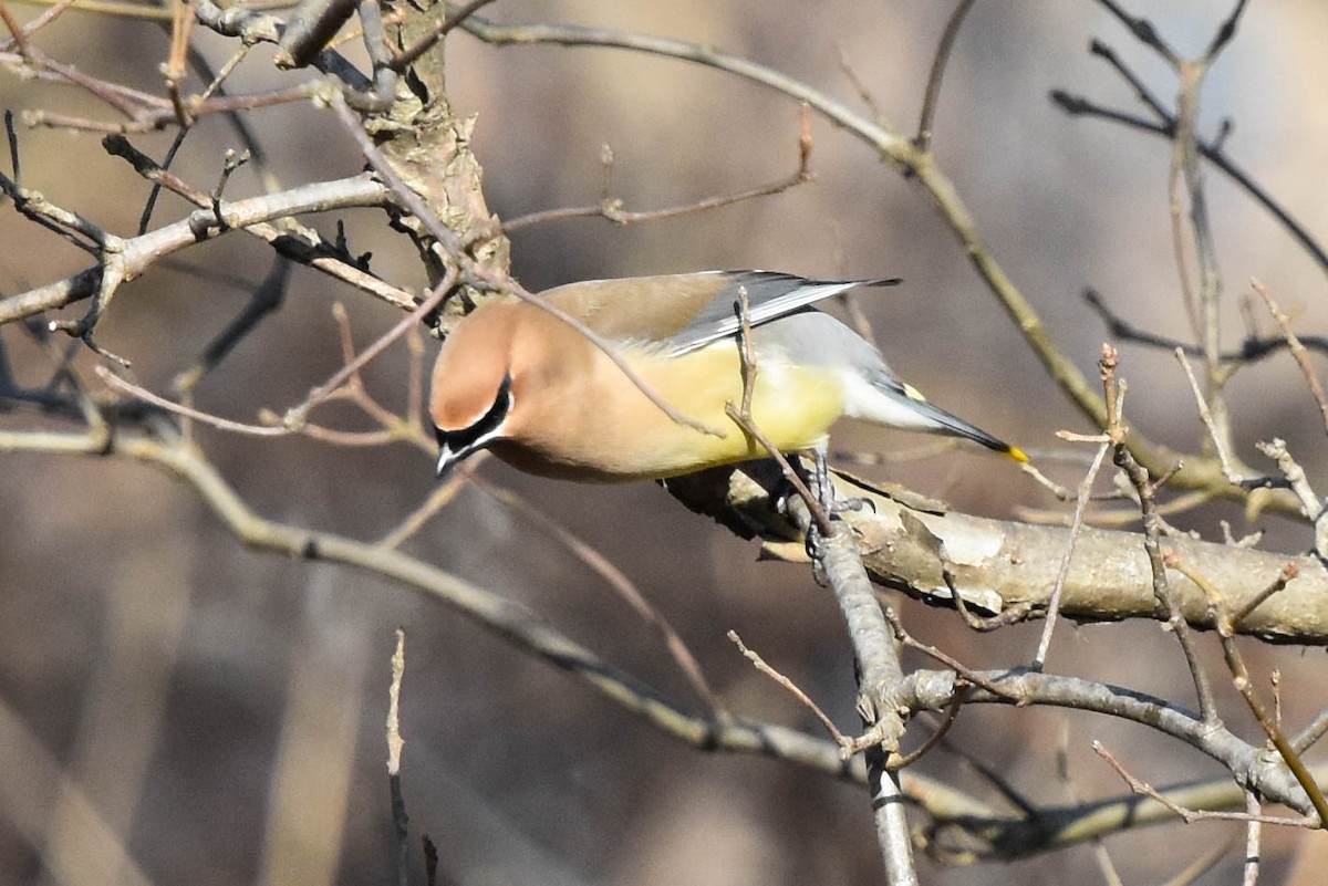 Cedar Waxwing - ML424456541