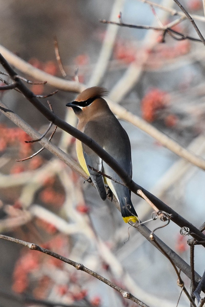 Cedar Waxwing - ML424456551