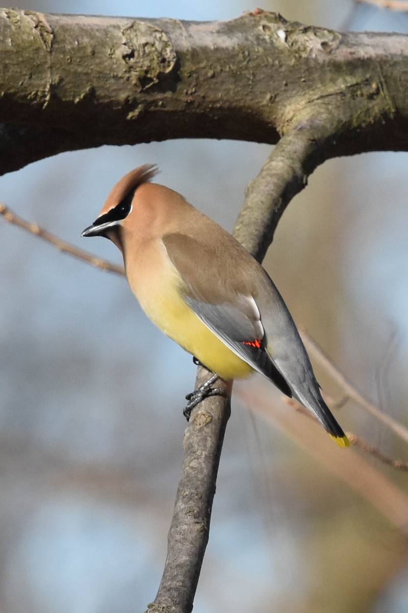 Cedar Waxwing - ML424456561