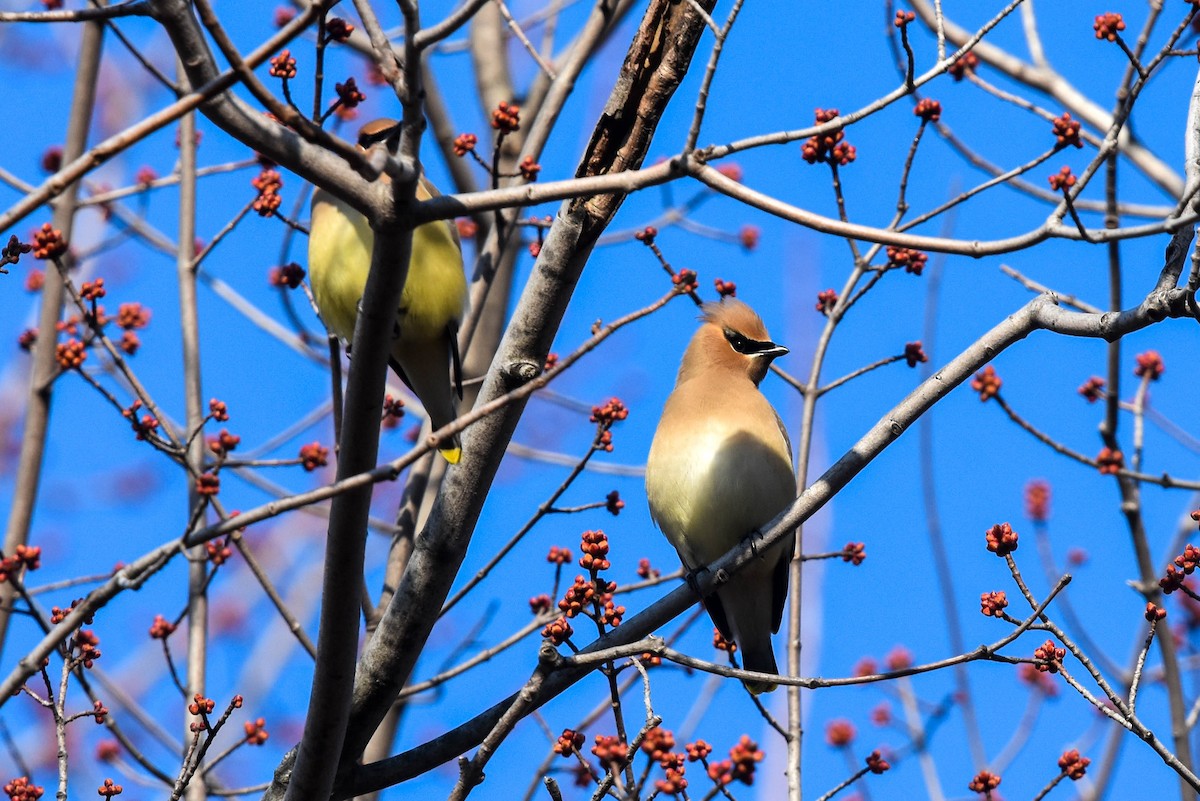 Cedar Waxwing - ML424456571