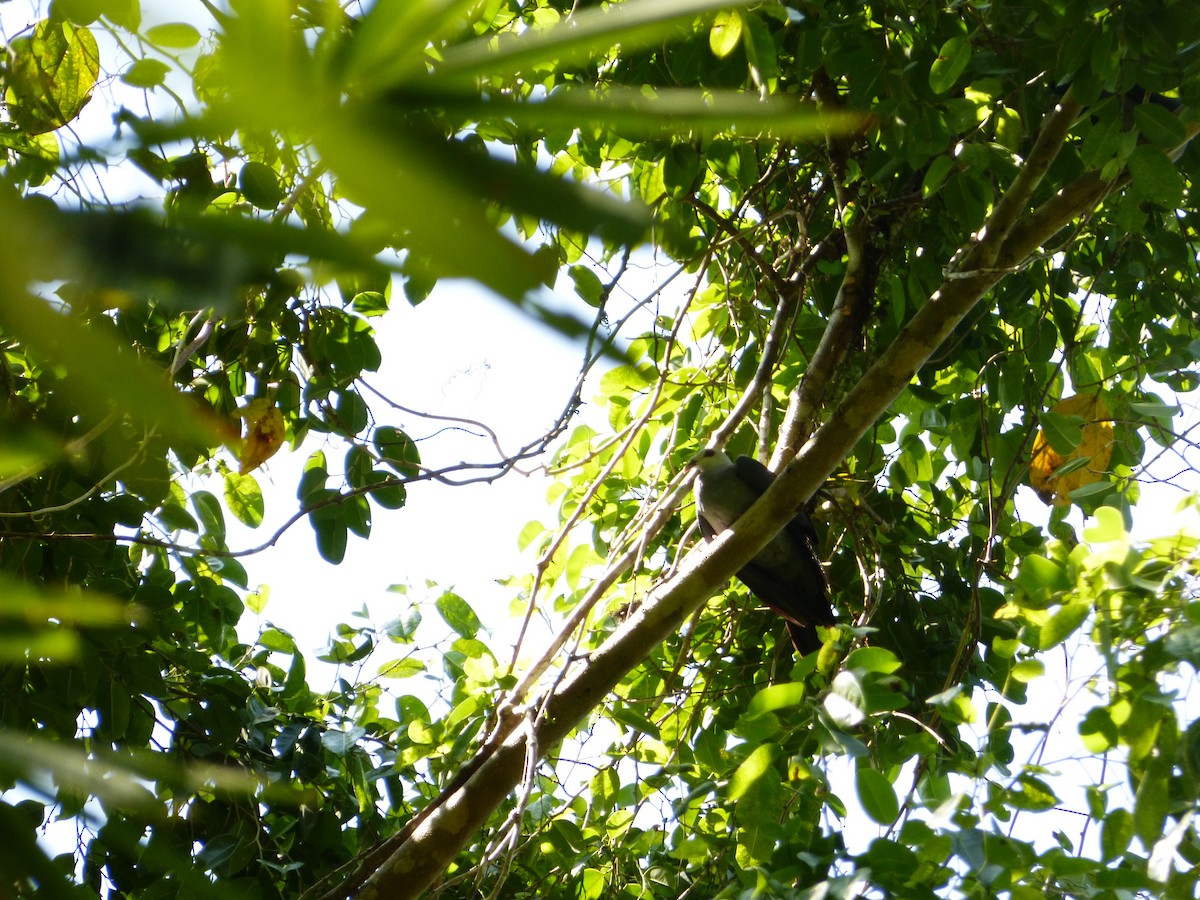 Andaman Wood-Pigeon - Rohit Chakravarty