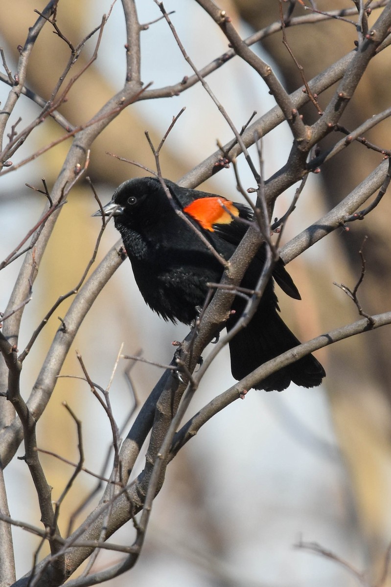 Red-winged Blackbird - ML424456791
