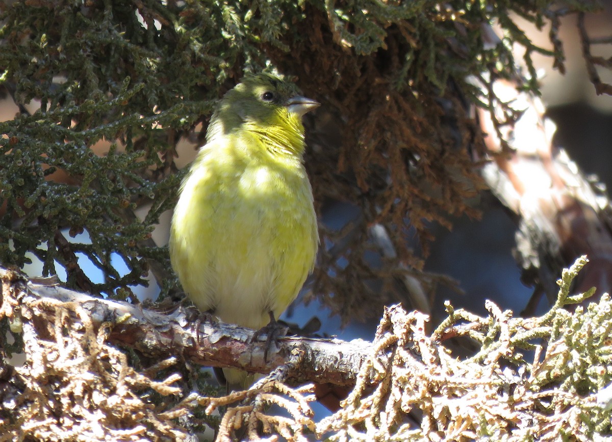 Lesser Goldfinch - ML424457051