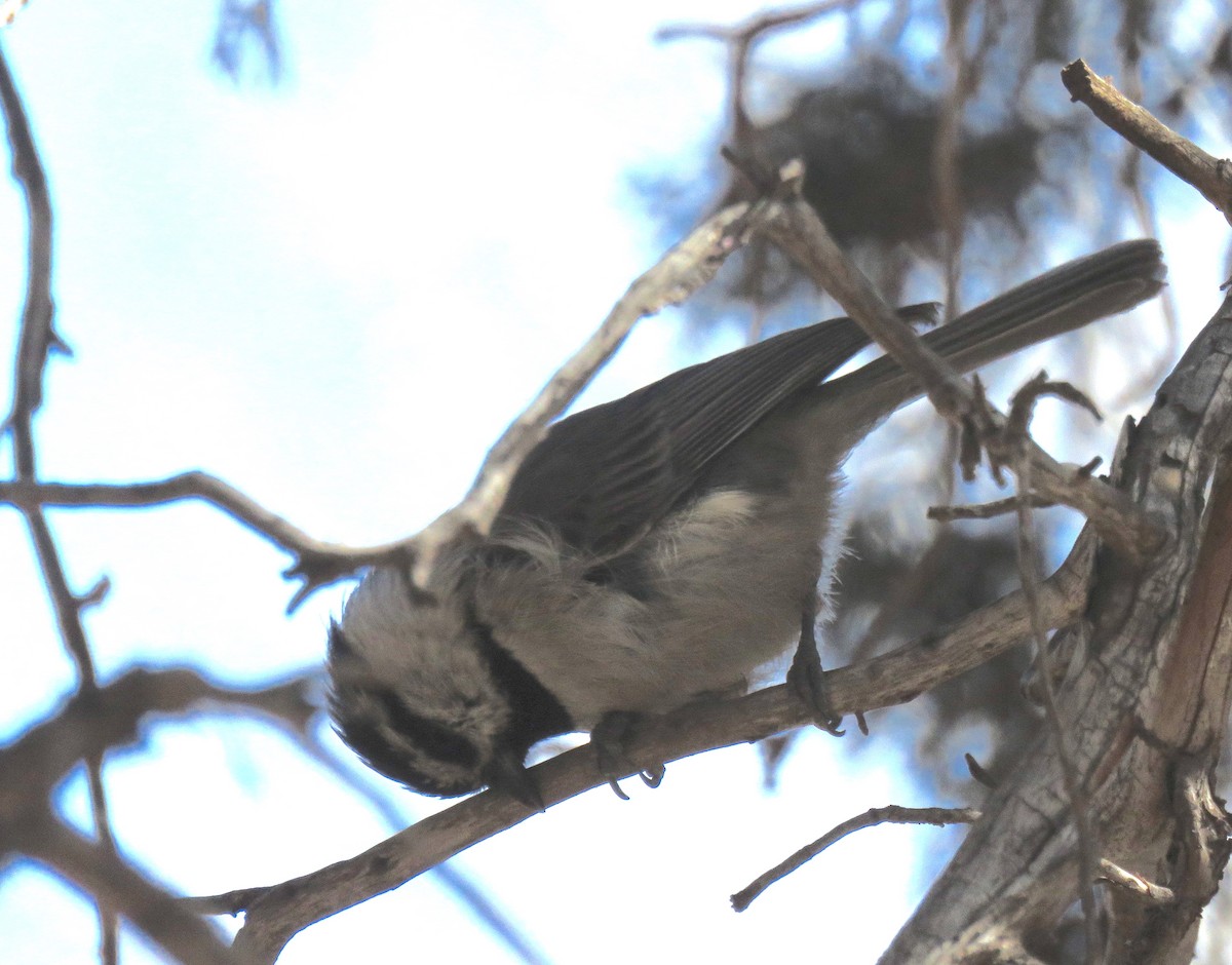 Mountain Chickadee - ML424458601