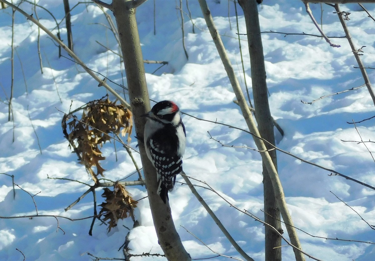Downy Woodpecker - ML424459671