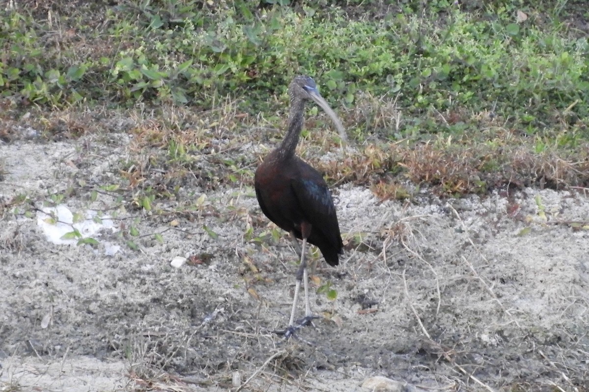 Glossy Ibis - ML42445971