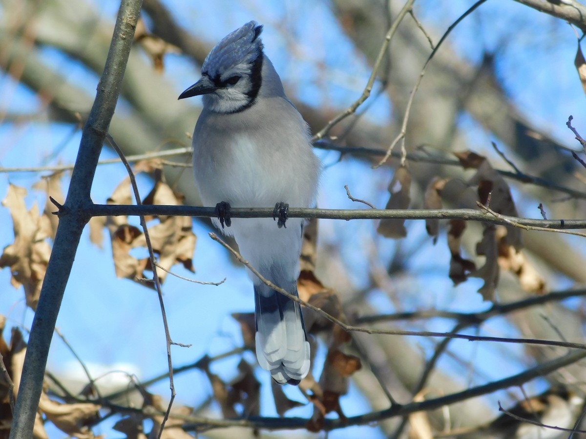 Blue Jay - ML424459891