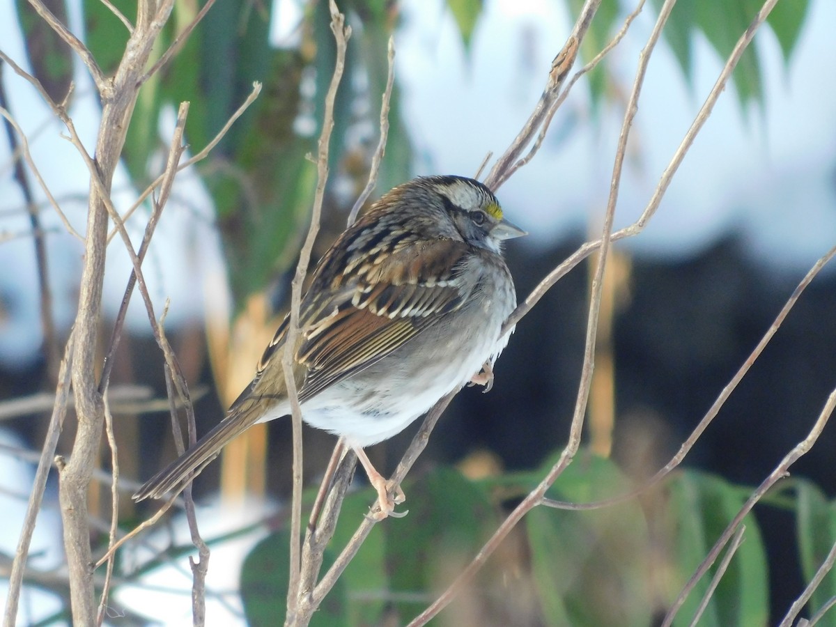 White-throated Sparrow - ML424460041