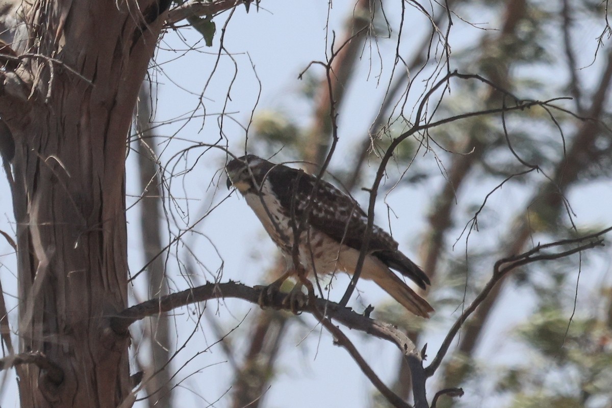 Red-tailed Hawk - Phil Kenny