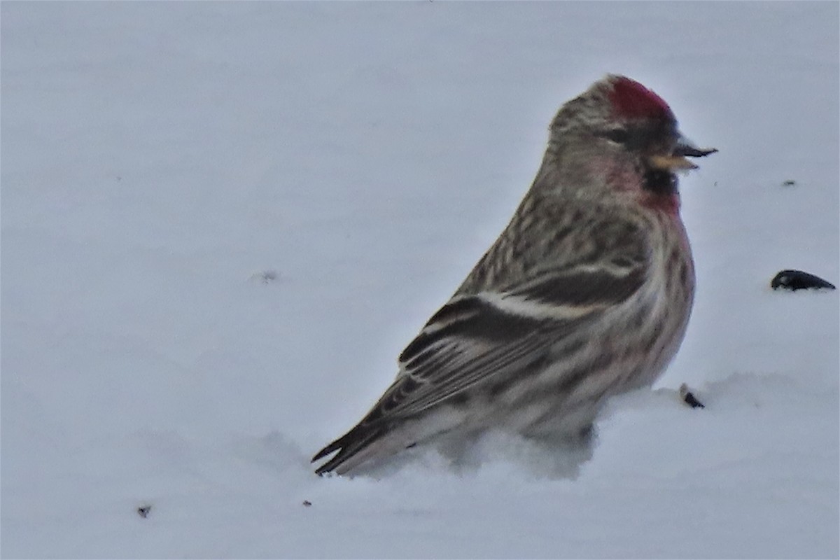 Redpoll (Common) - ML424463281