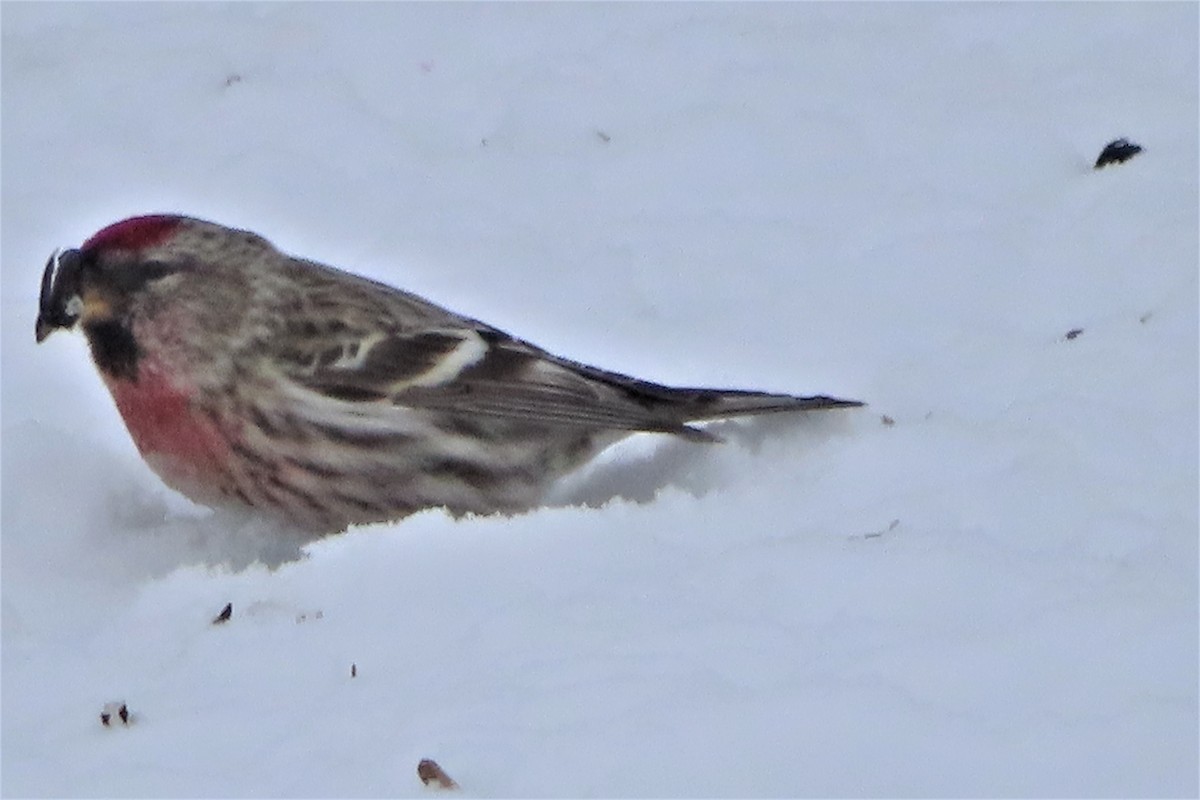 Redpoll (Common) - ML424463301