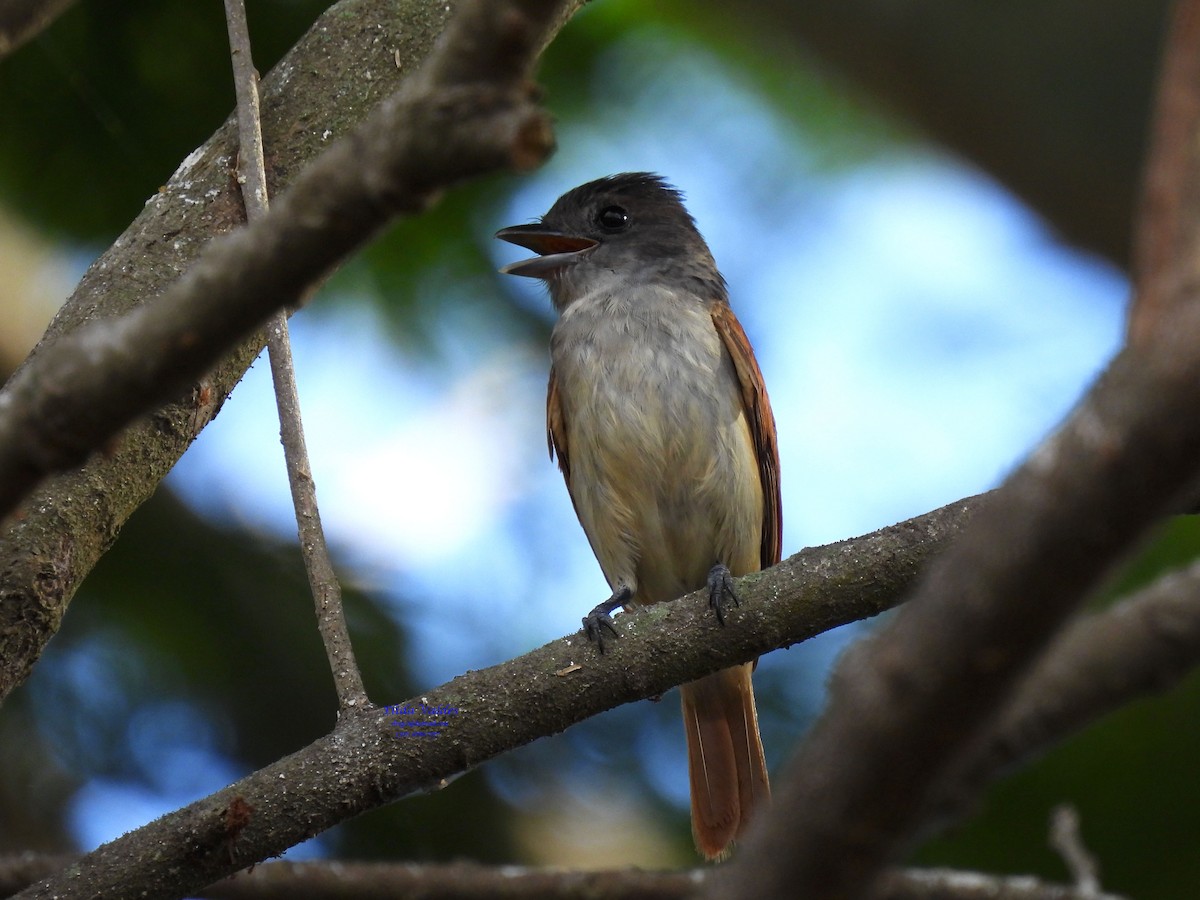 Rose-throated Becard - ML424463461