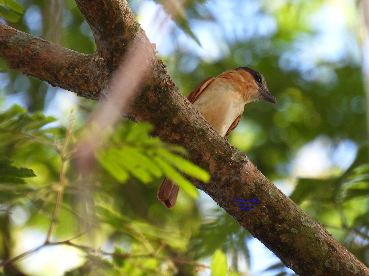 Rose-throated Becard - ML424463571