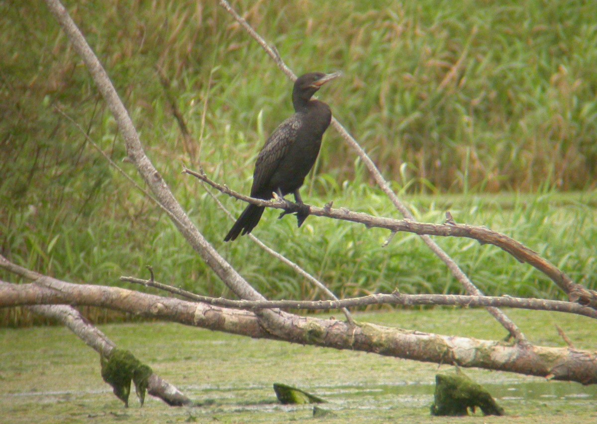 Neotropic Cormorant - ML42446381