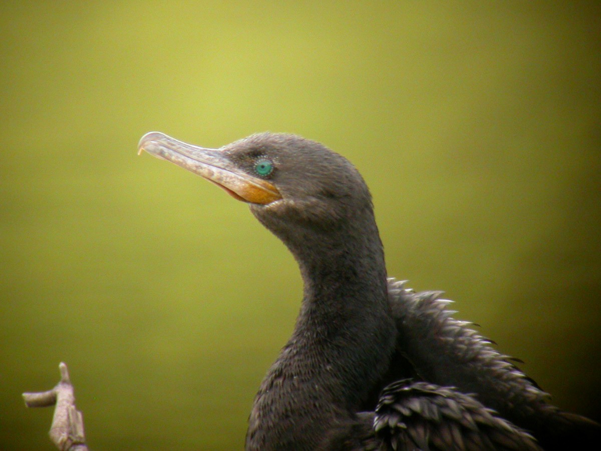 Cormoran vigua - ML42446391