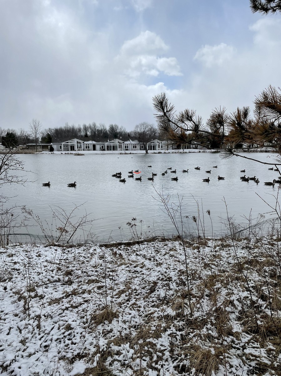 Cackling Goose (Richardson's) - ML424464441