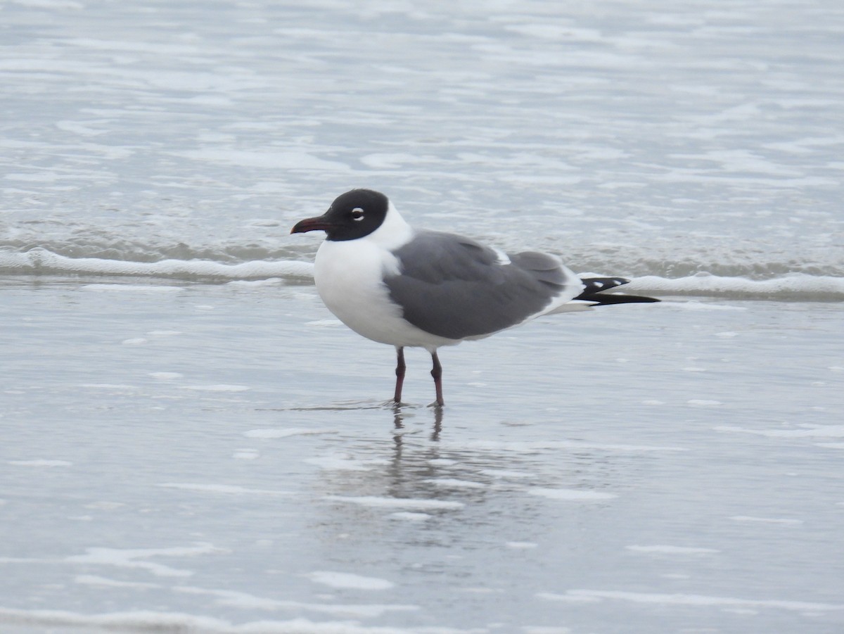 Laughing Gull - ML424466461