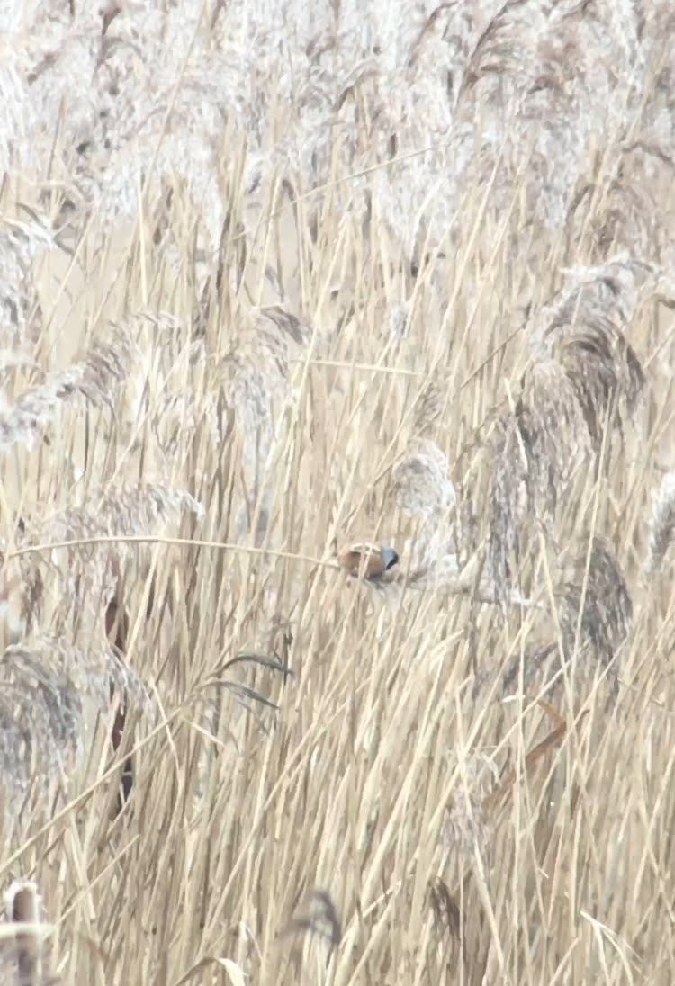 Bearded Reedling - ML424467141