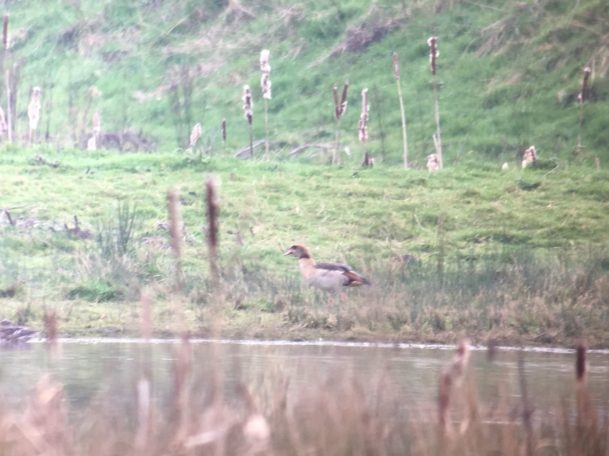 Egyptian Goose - ML424467161