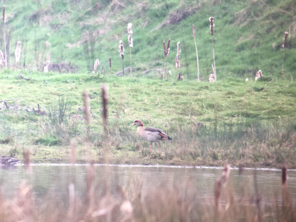 Egyptian Goose - ML424467181