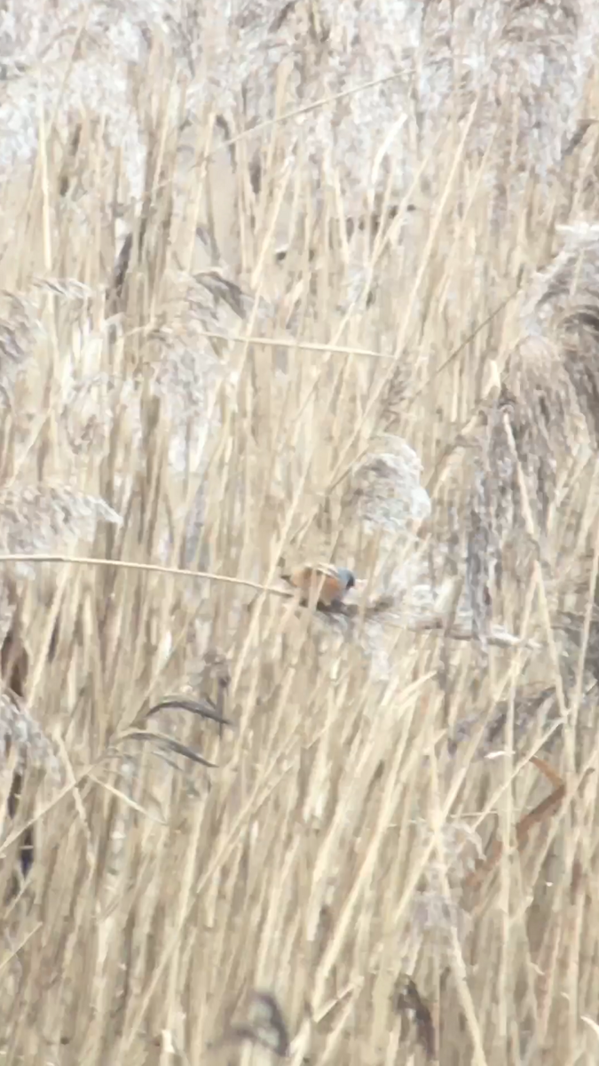 Bearded Reedling - ML424467191