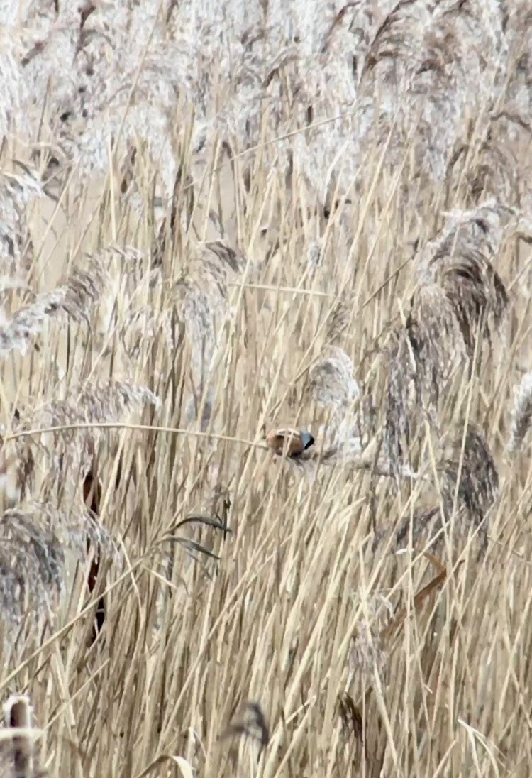 Bearded Reedling - ML424467211