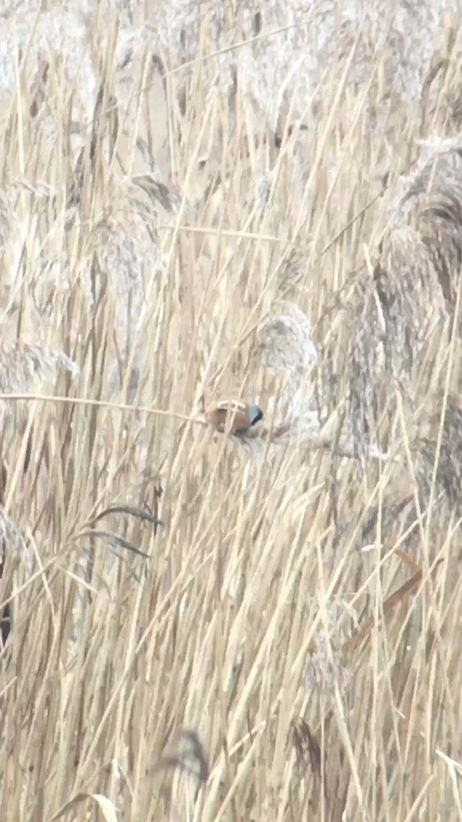 Bearded Reedling - ML424467221