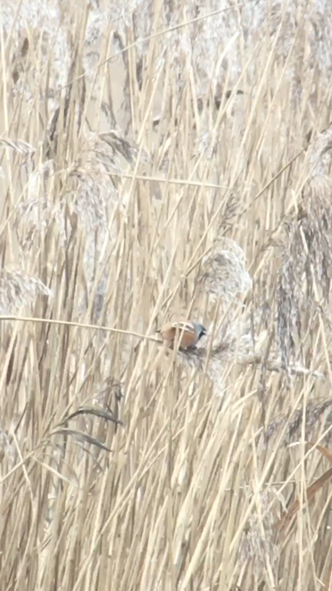 Bearded Reedling - ML424467291