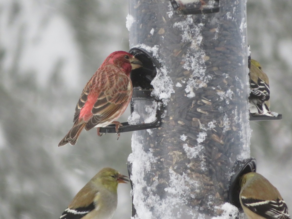 Camachuelo Purpúreo - ML424467391