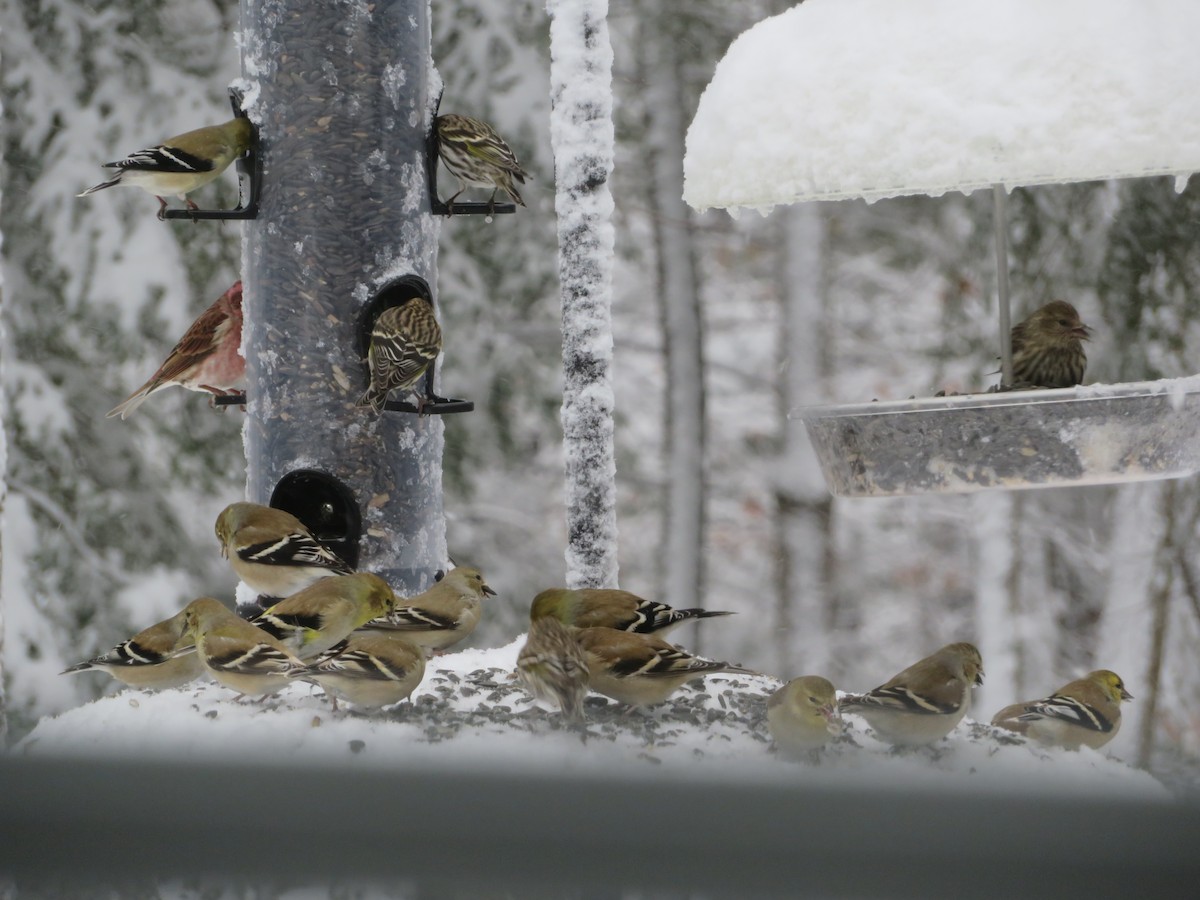 Jilguero Yanqui - ML424468151