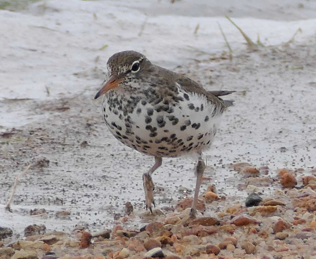 Spotted Sandpiper - ML424468651