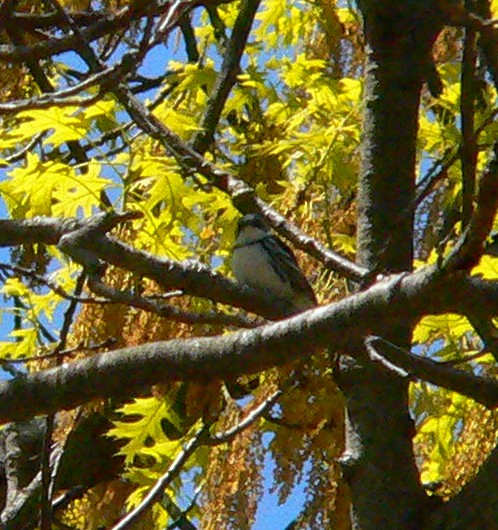 Paruline azurée - ML424468801