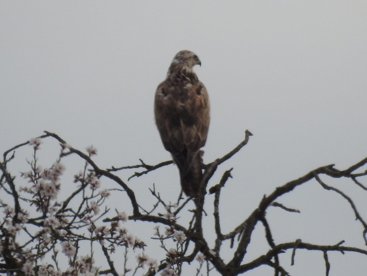 Long-legged Buzzard - ML424468991