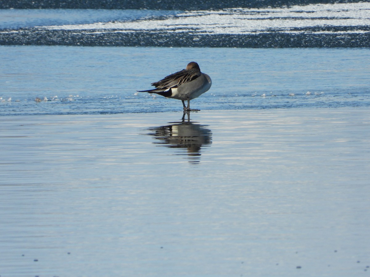 Northern Pintail - ML424473641