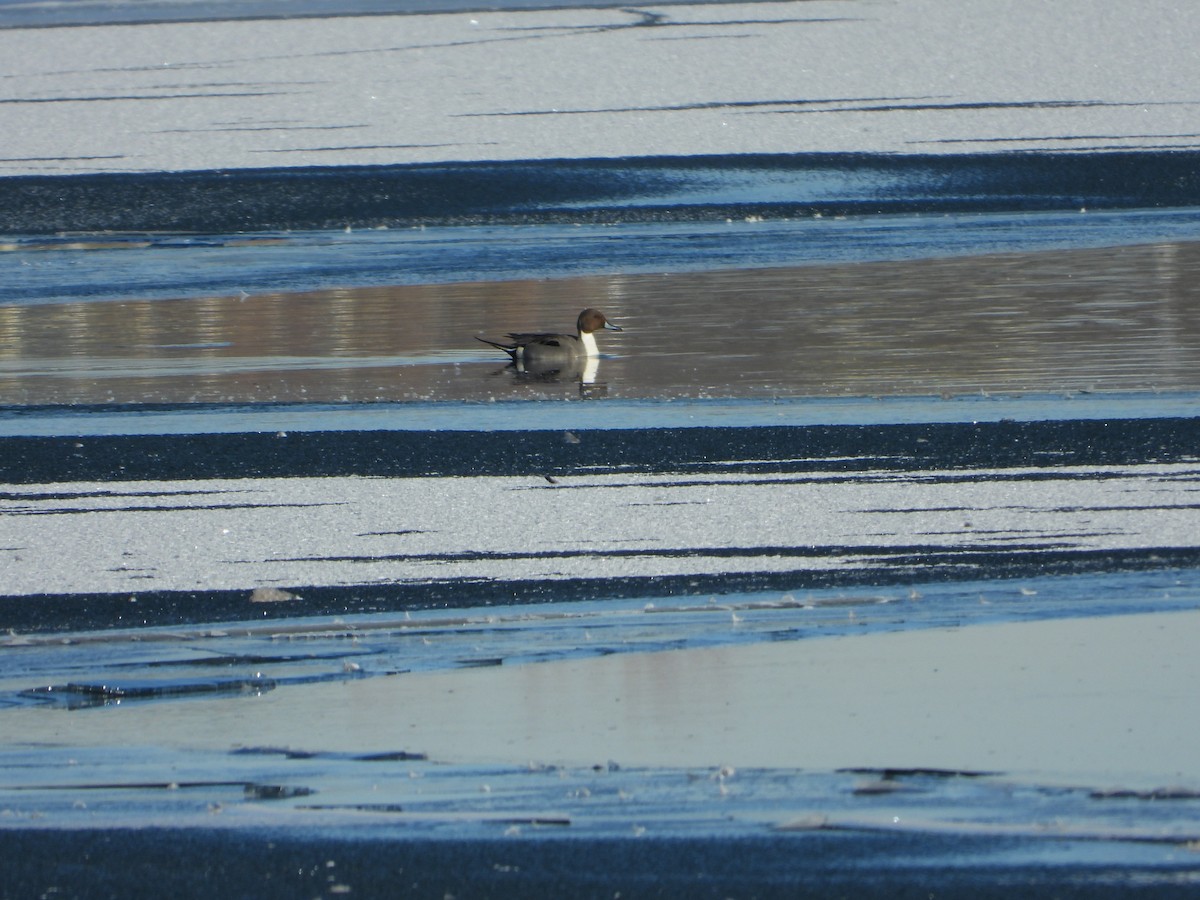 Northern Pintail - ML424473691