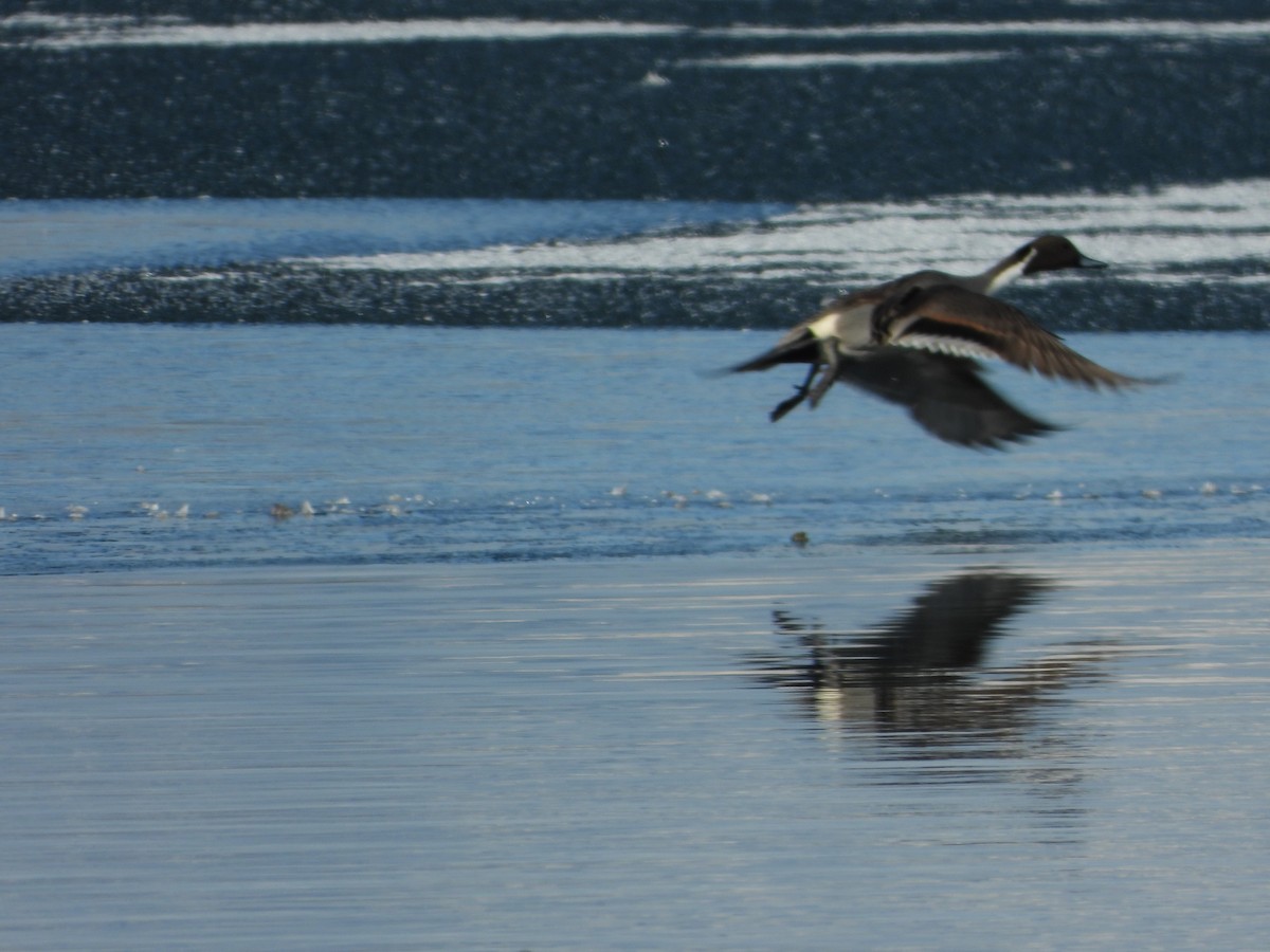 Northern Pintail - Jeff Percell