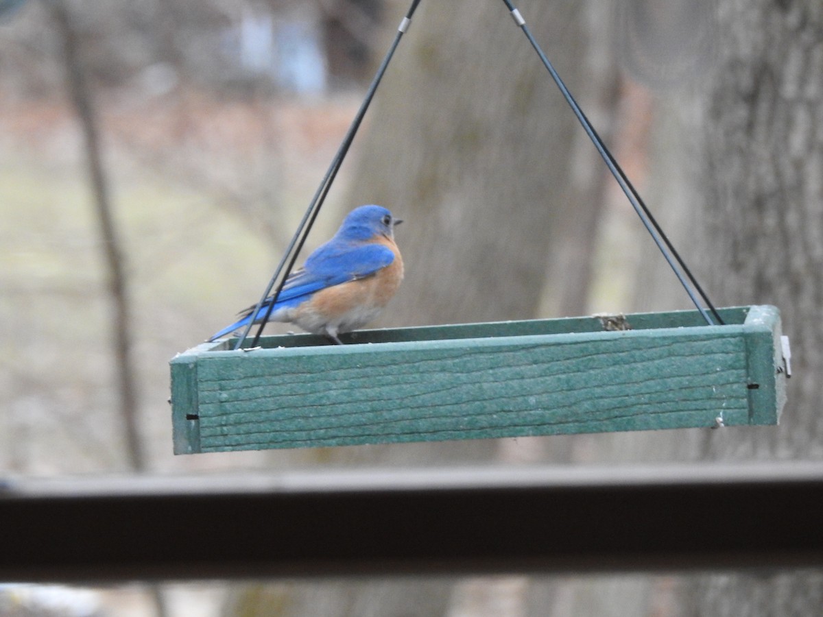 Eastern Bluebird - ML424475331