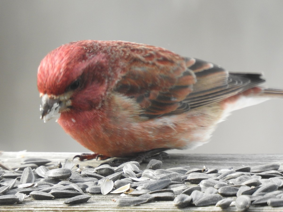 Purple Finch - ML424475371