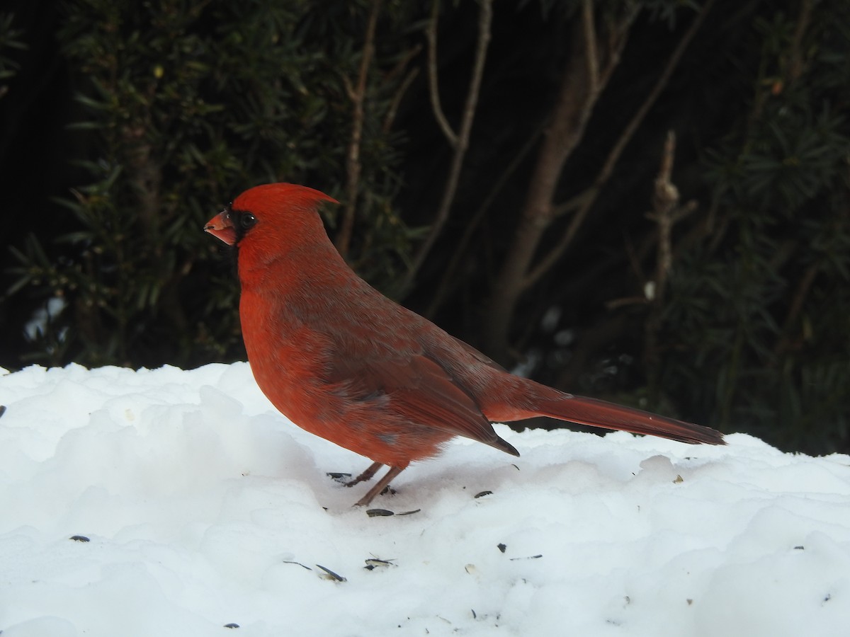 Northern Cardinal - ML424475531