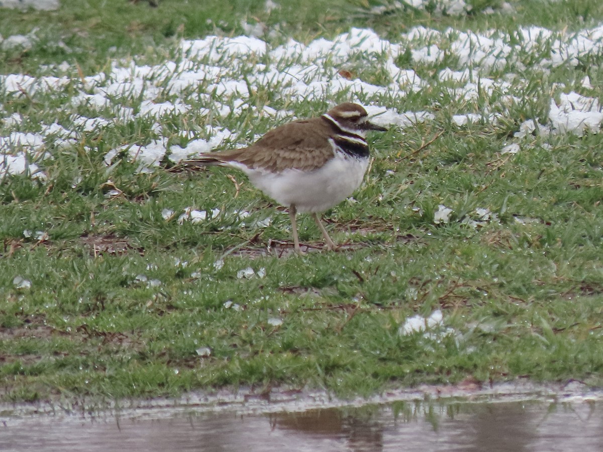 Killdeer - ML424476281
