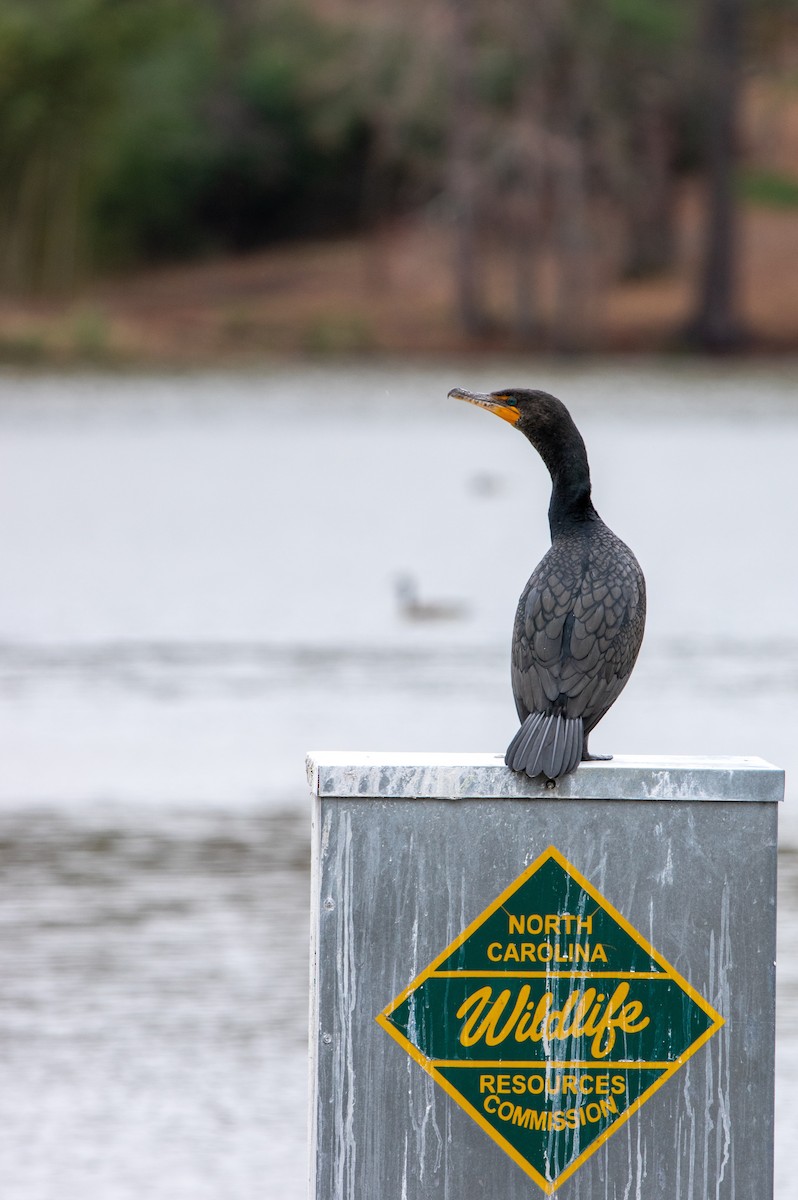 Double-crested Cormorant - ML424477181