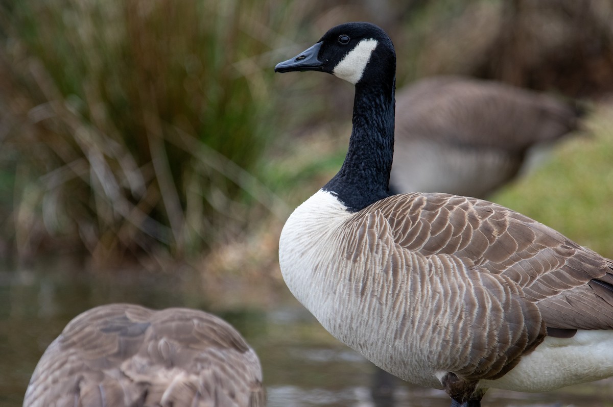 Canada Goose - ML424477361