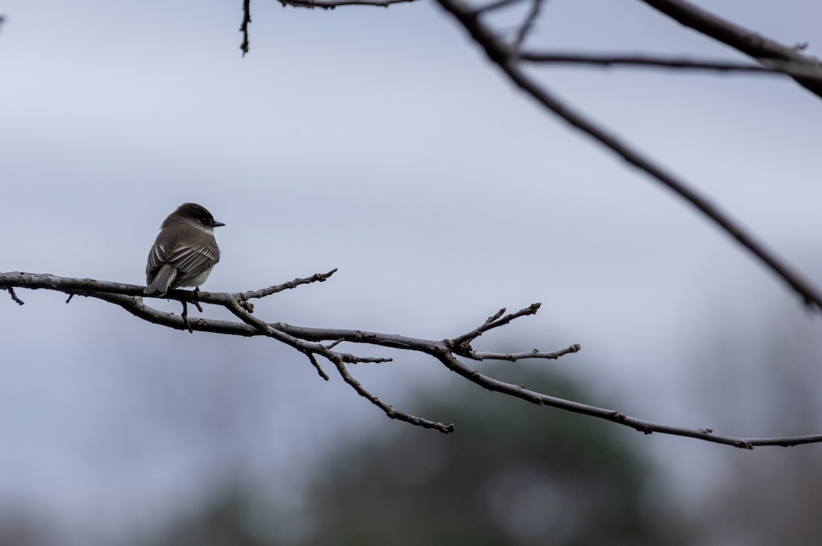 Eastern Phoebe - ML424477371